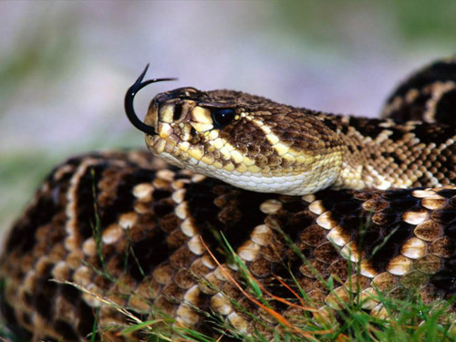 Image result for eastern diamondback rattlesnake